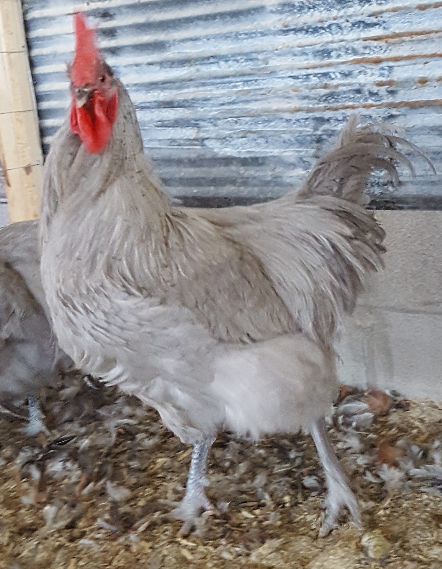 Orpington Pullets Chickens For Sale at Daniel Geissler blog