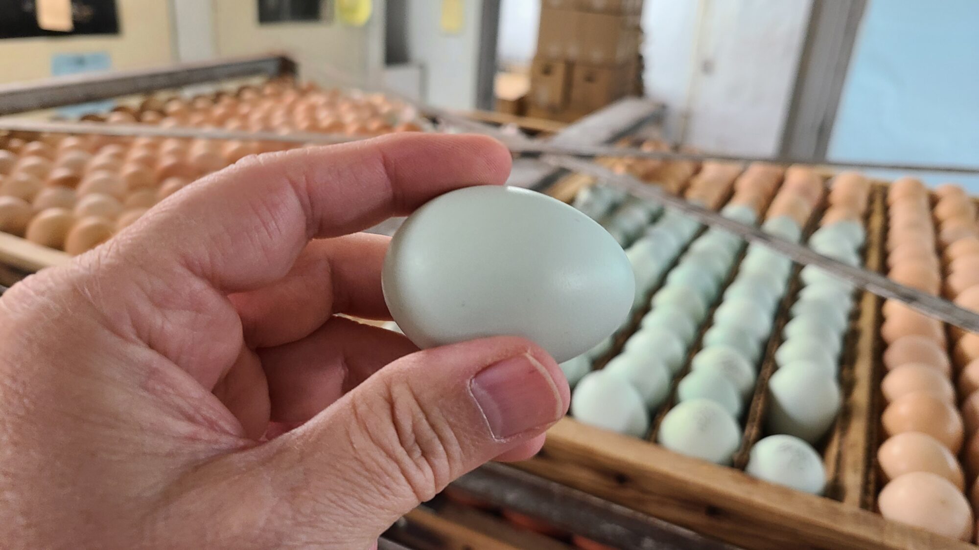 Splash Ameraucana Chicken For Sale Cackle Hatchery®