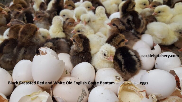White Old English Bantam hatching eggs Cackle Hatchery®