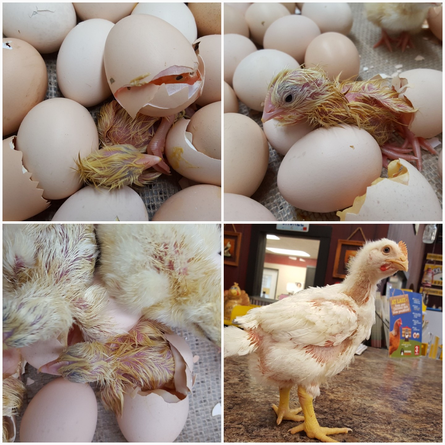 Jumbo Cornish Cross Fertile Hatching Eggs for Sale Fresh/Fertile Eggs