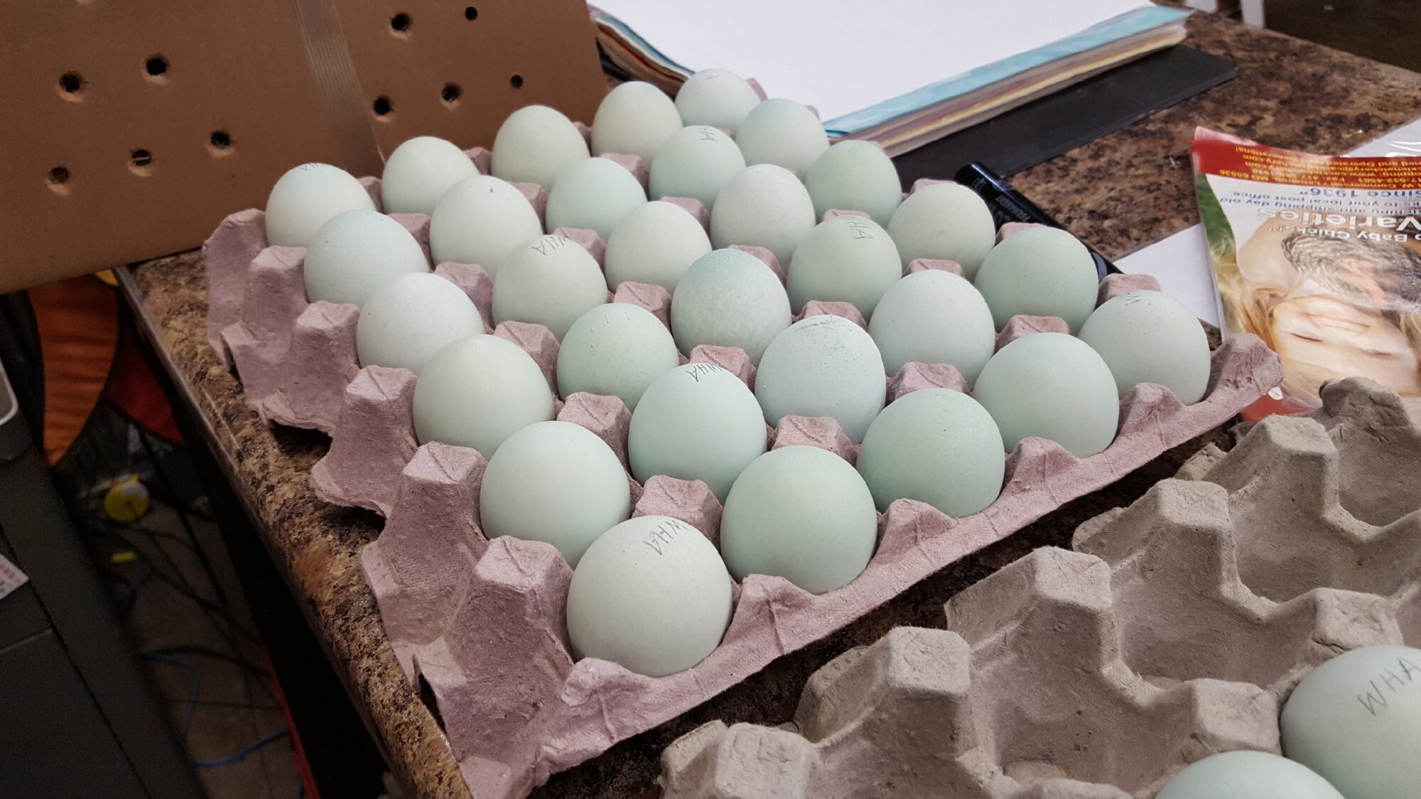 Blue Egger Chicken Hatching Eggs for Sale Cackle Hatchery®