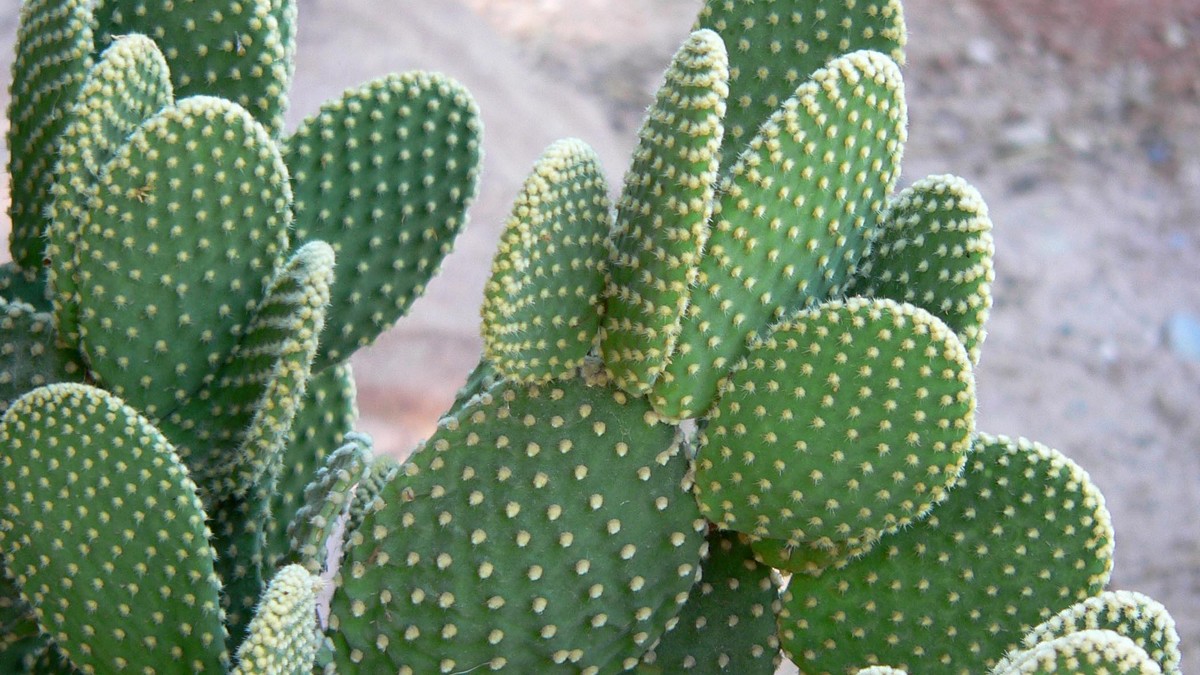 Opuntia microdasys entretien, culture et conseils Cactus Encyclo