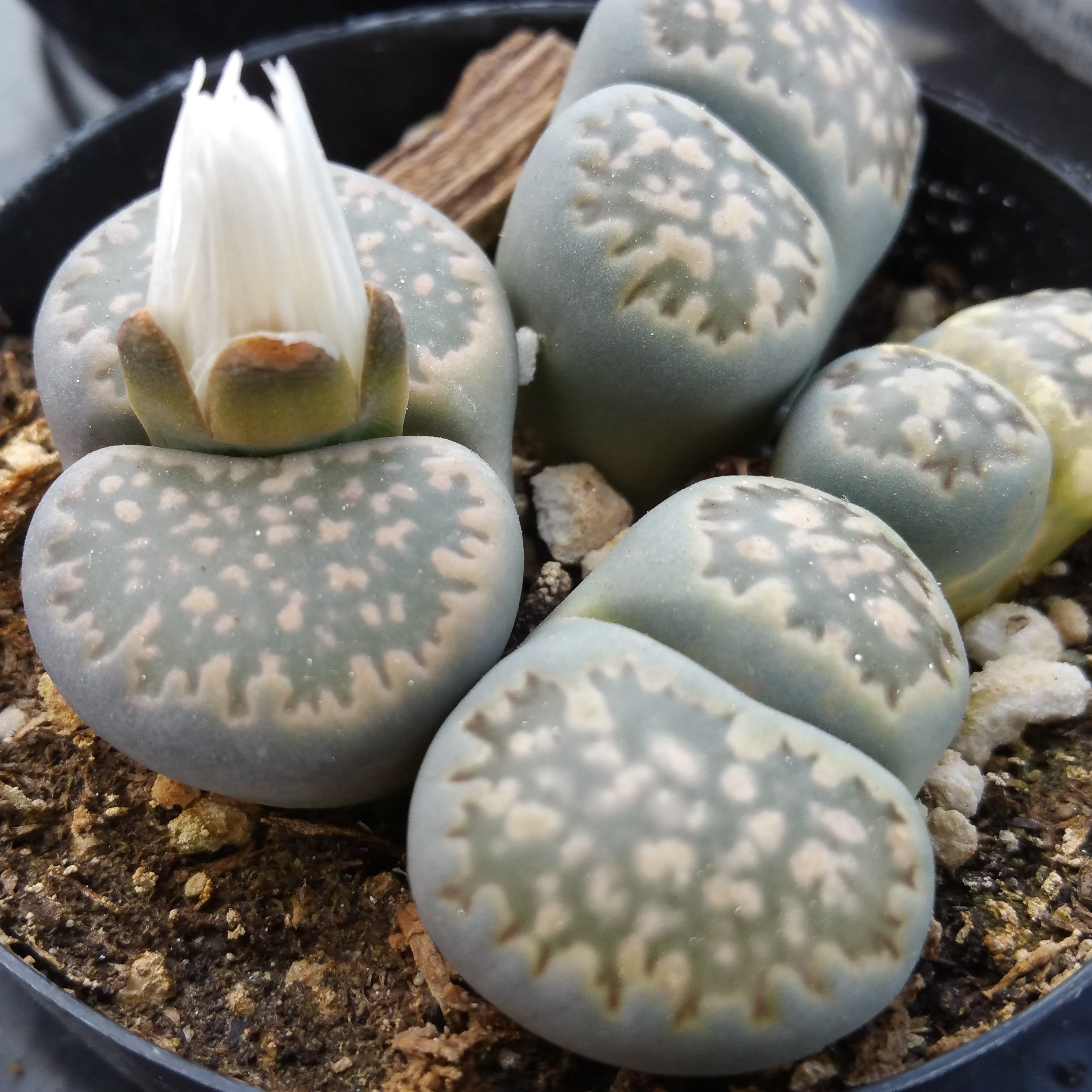 Todo sobre el Lithops o Cactus piedra Cactus y Suculentas