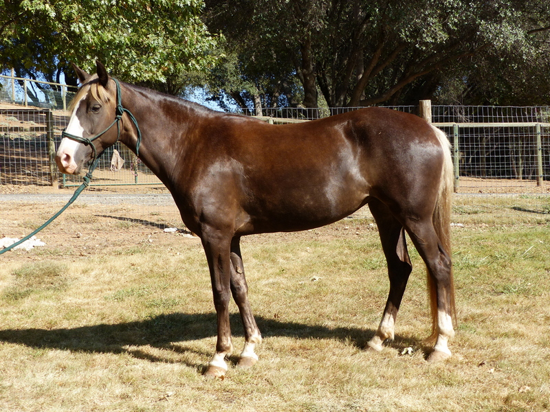 Gallery Caerleon Ranch