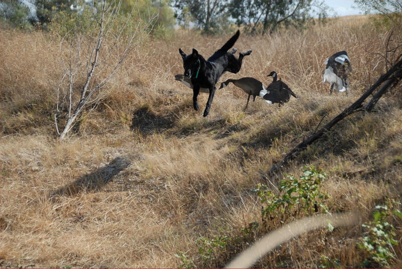 Gallery Caerleon Ranch