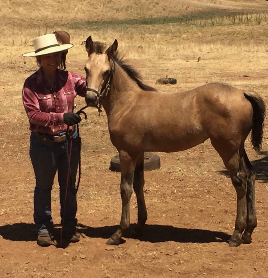 Stallions Caerleon Ranch