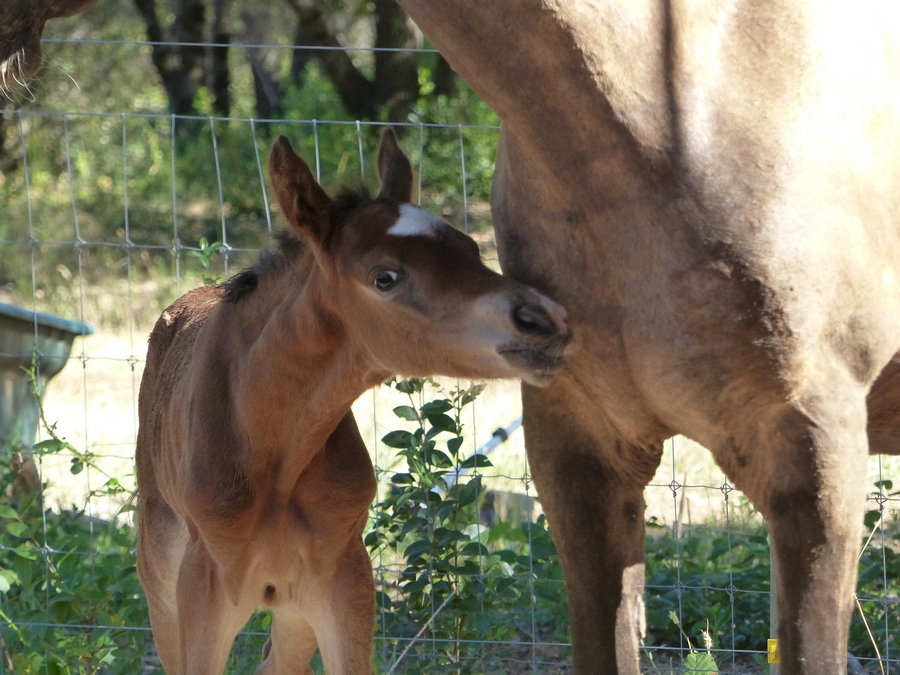 Stallions Caerleon Ranch