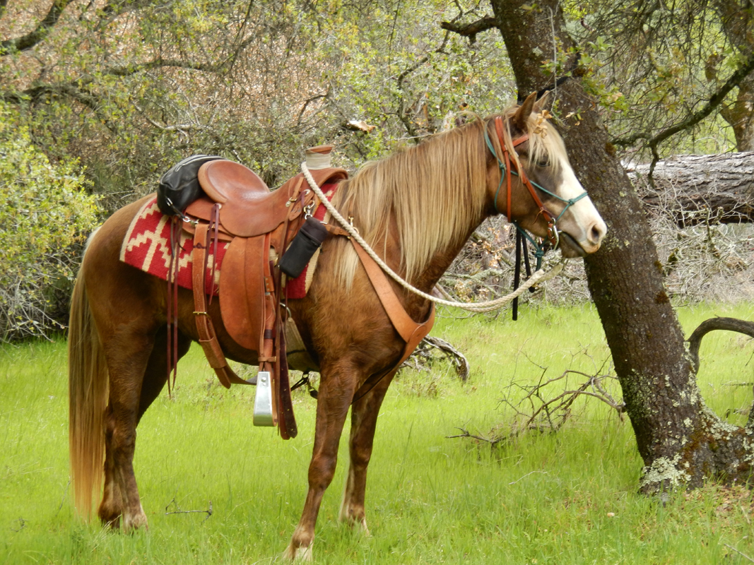 Horses Sold Caerleon Ranch