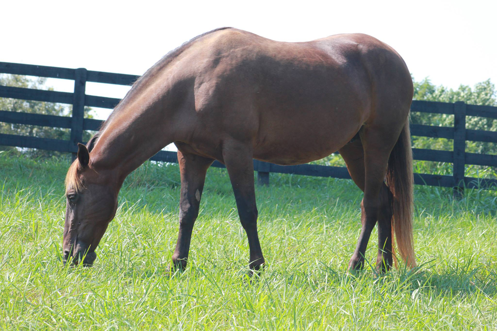 Mares Caerleon Ranch