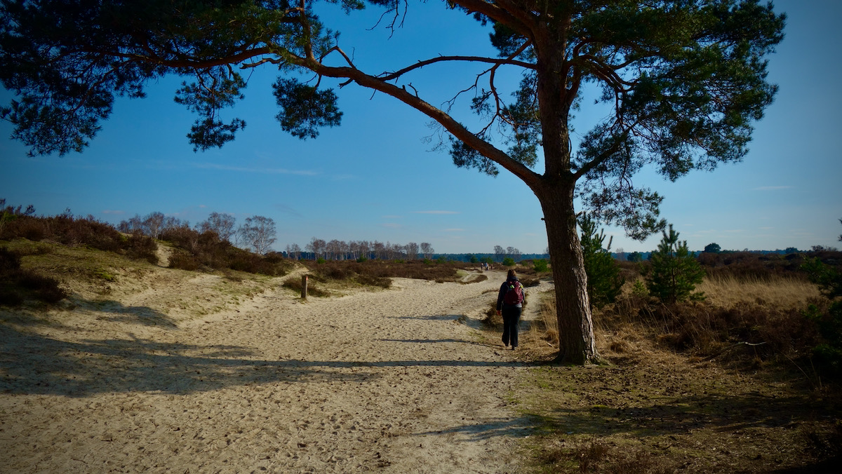 Kalmthoutse heide