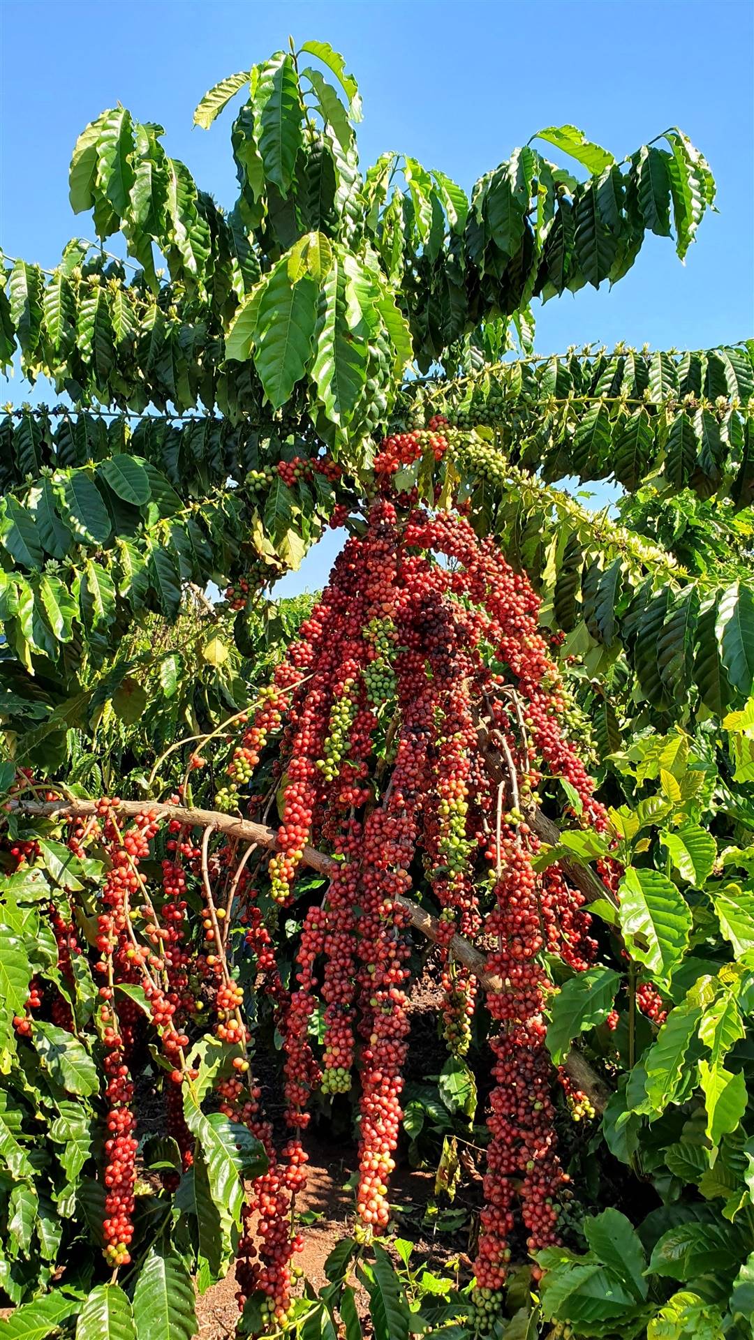 Robusta Amazônico é caso de sucesso na cafeicultura nacional CaféPoint