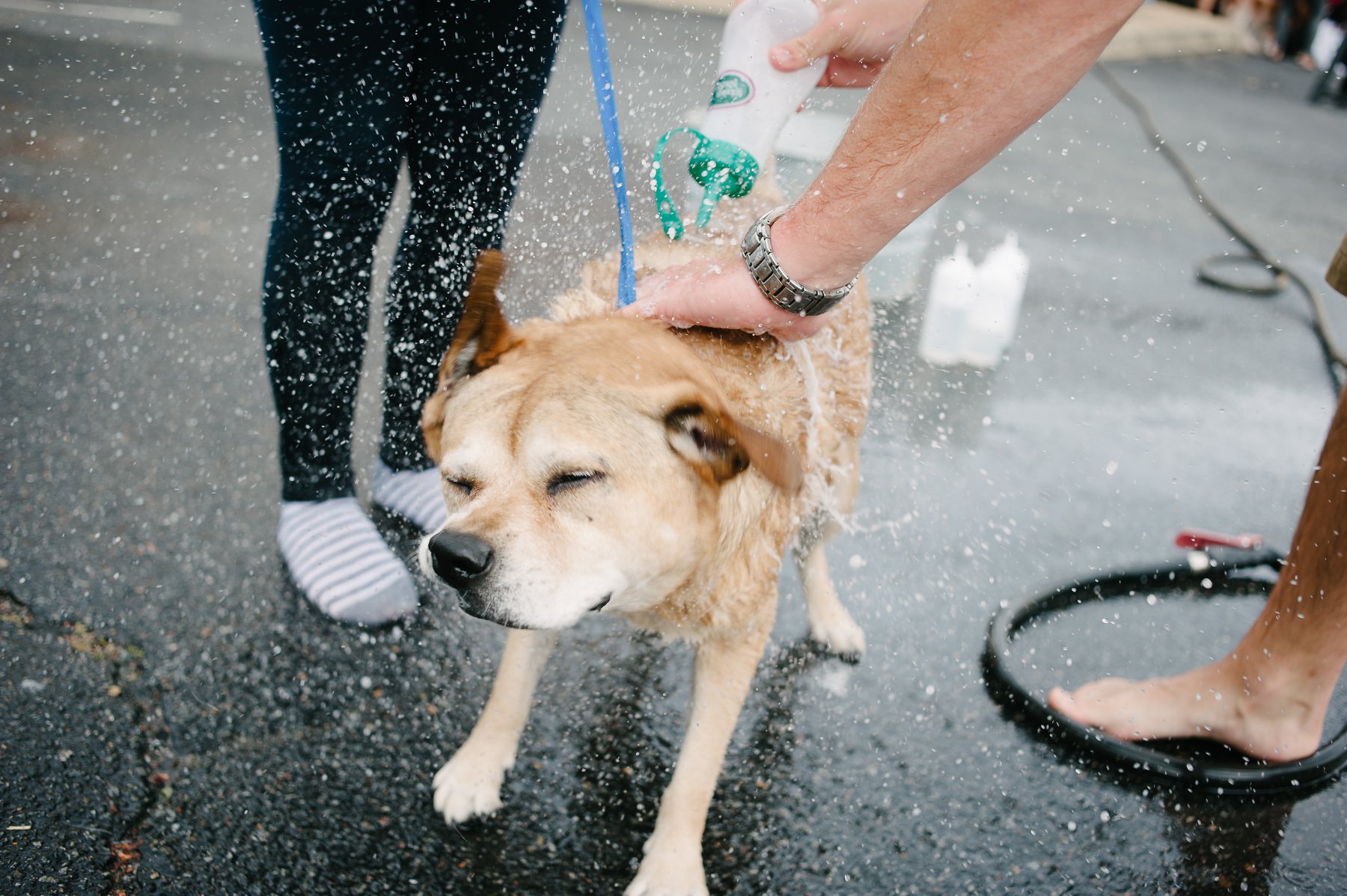 Dog Wash Companion Animal Fund