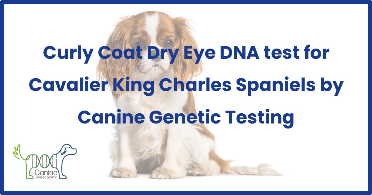 Curly Coat Dry Eye Syndrome Canine Testing