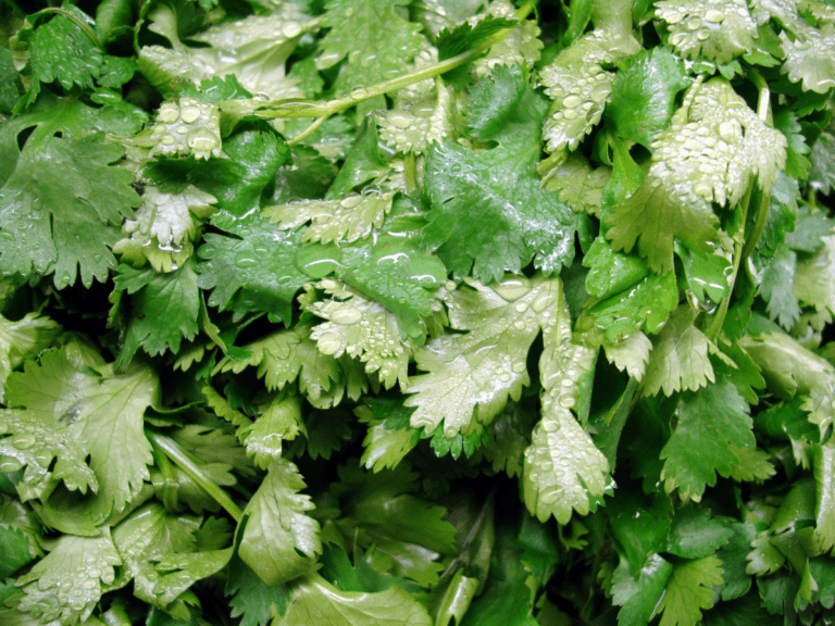 How To Dry Cilantro (It's Easier Than You Think!) Caitey Jay
