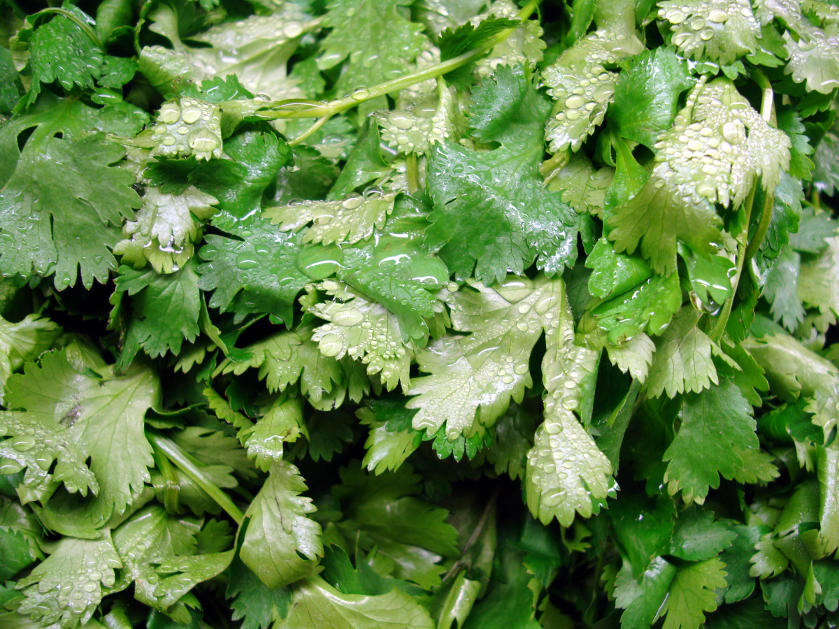 How To Dry Cilantro (It's Easier Than You Think!) Caitey Jay