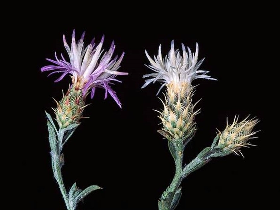 Centaurea diffusa Profile California Invasive Plant Council