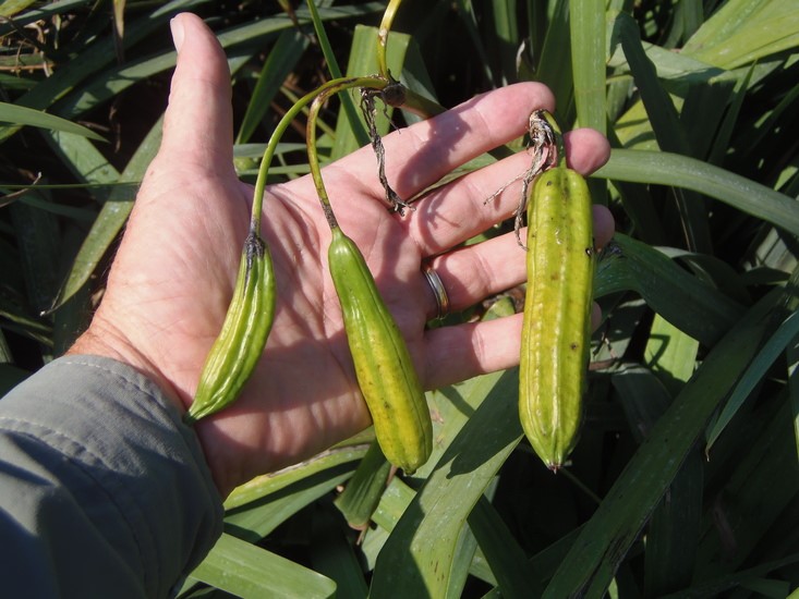 Iris pseudacorus Profile California Invasive Plant Council