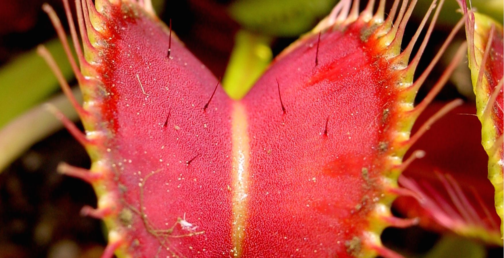 Venus Flytrap Smarts California Academy of Sciences