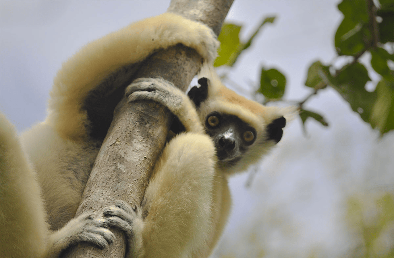 Giant Extinct Lemurs Cause Plant Orphans! California