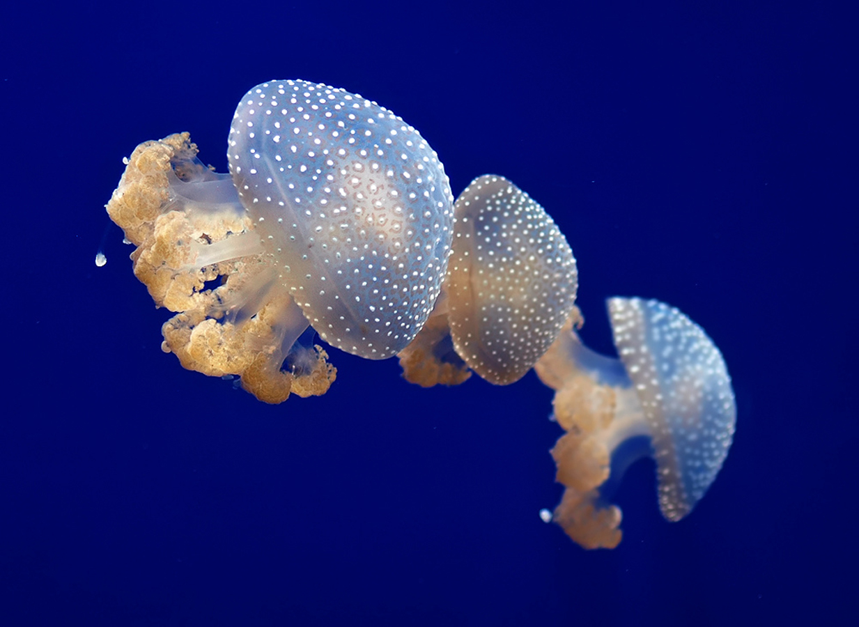 WhiteSpotted Jellyfish California Academy of Sciences