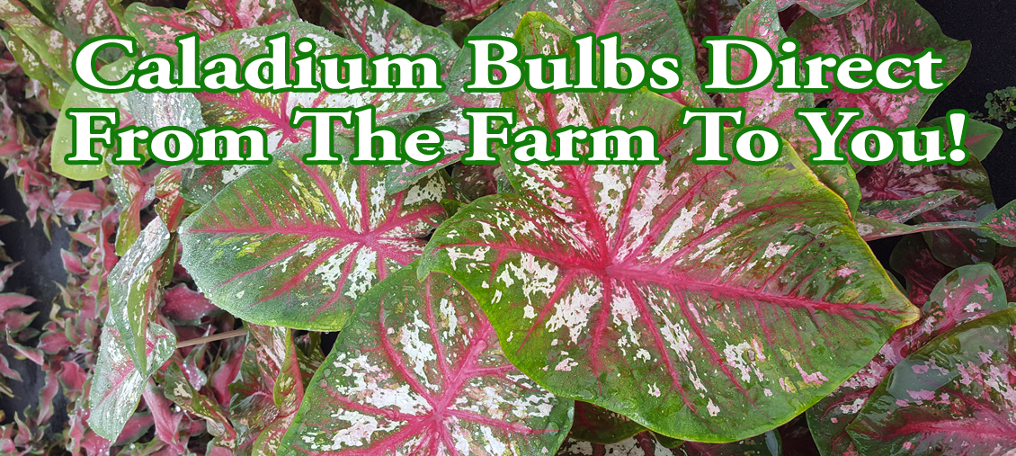 Caladiums Direct