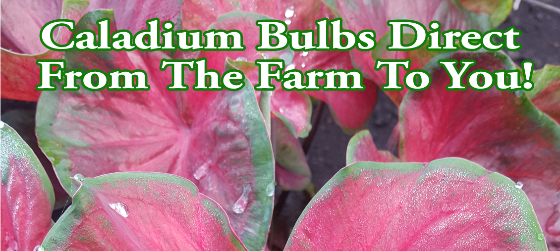 Caladiums Direct
