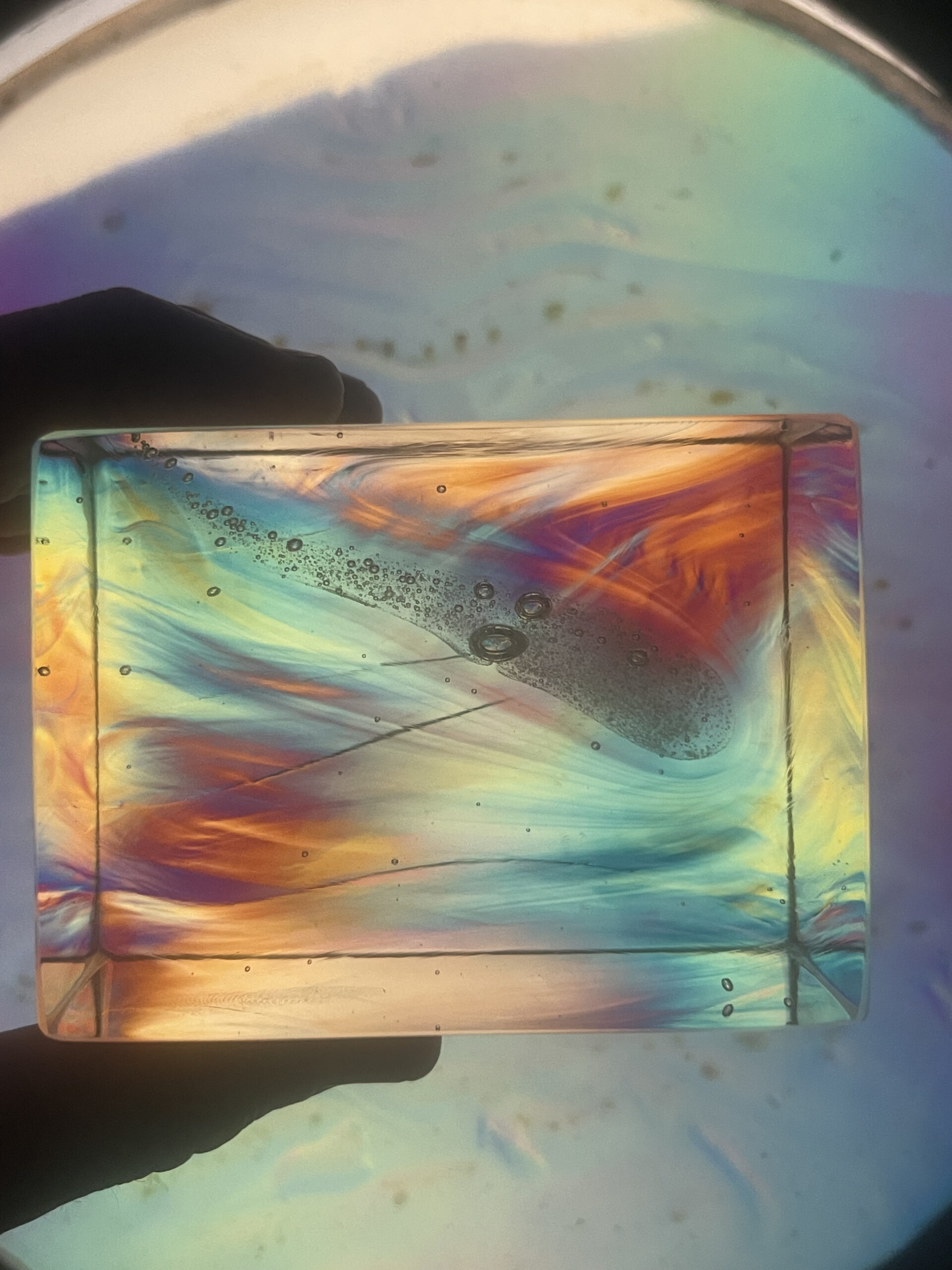 Prince Rupert’s Drop Cal Breed