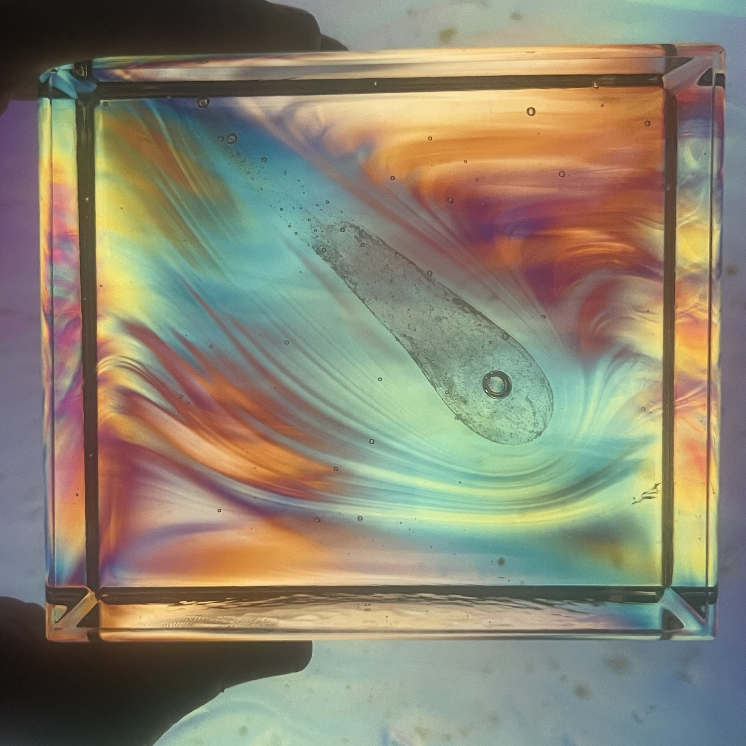 Prince Rupert’s Drop Cal Breed