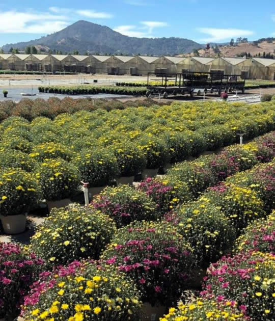 Cal Color Growers, LLC Wholesale Flower Sales in Hill, California