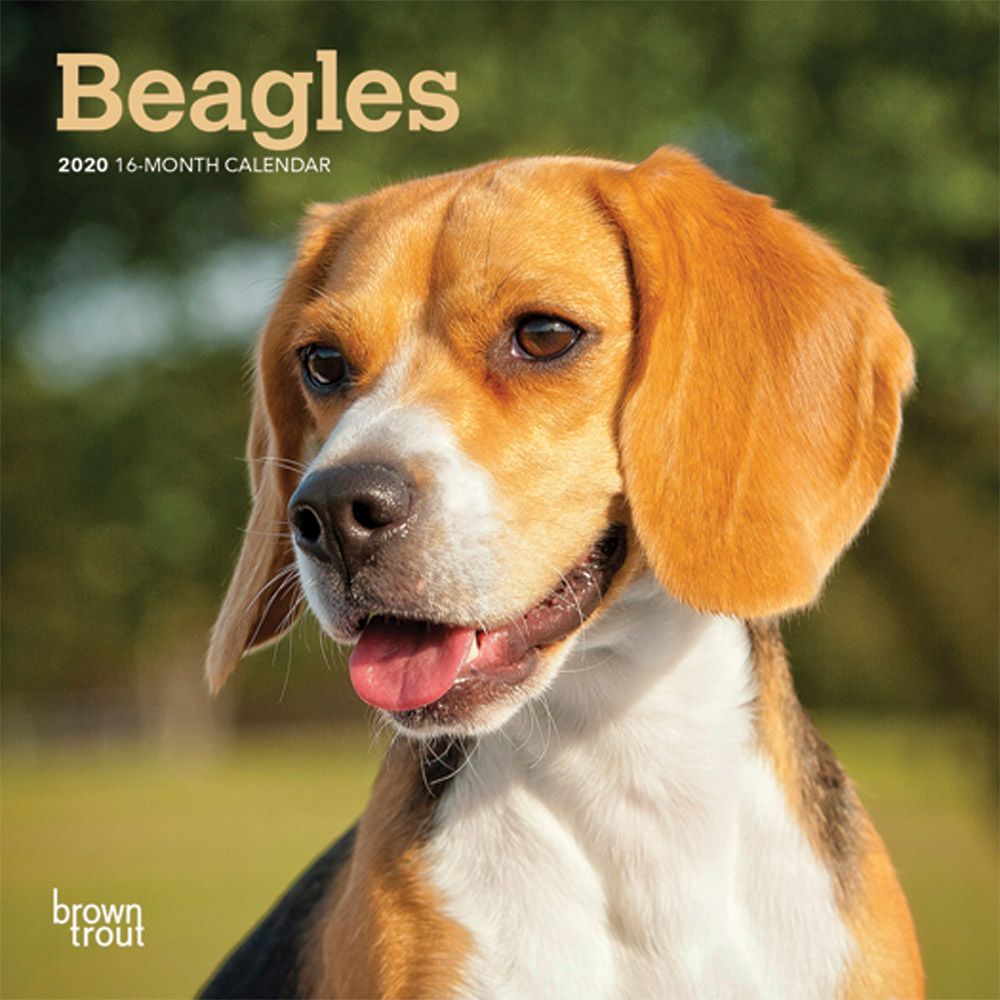 Just Beagles 2022 Wall Calendar (Dog Breed) Calendar