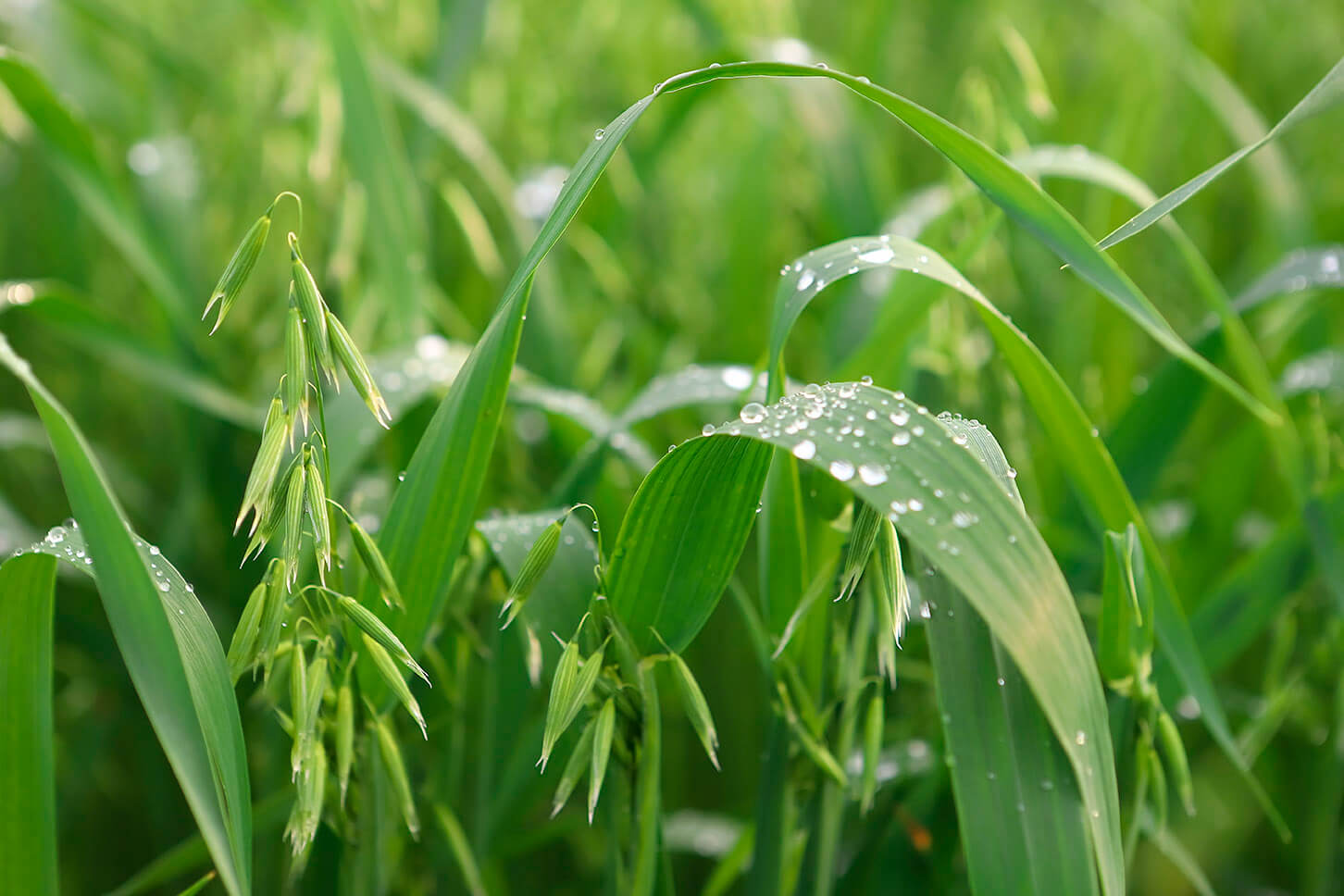 Procesado de la avena Blog Ingeniería Agroindustrial