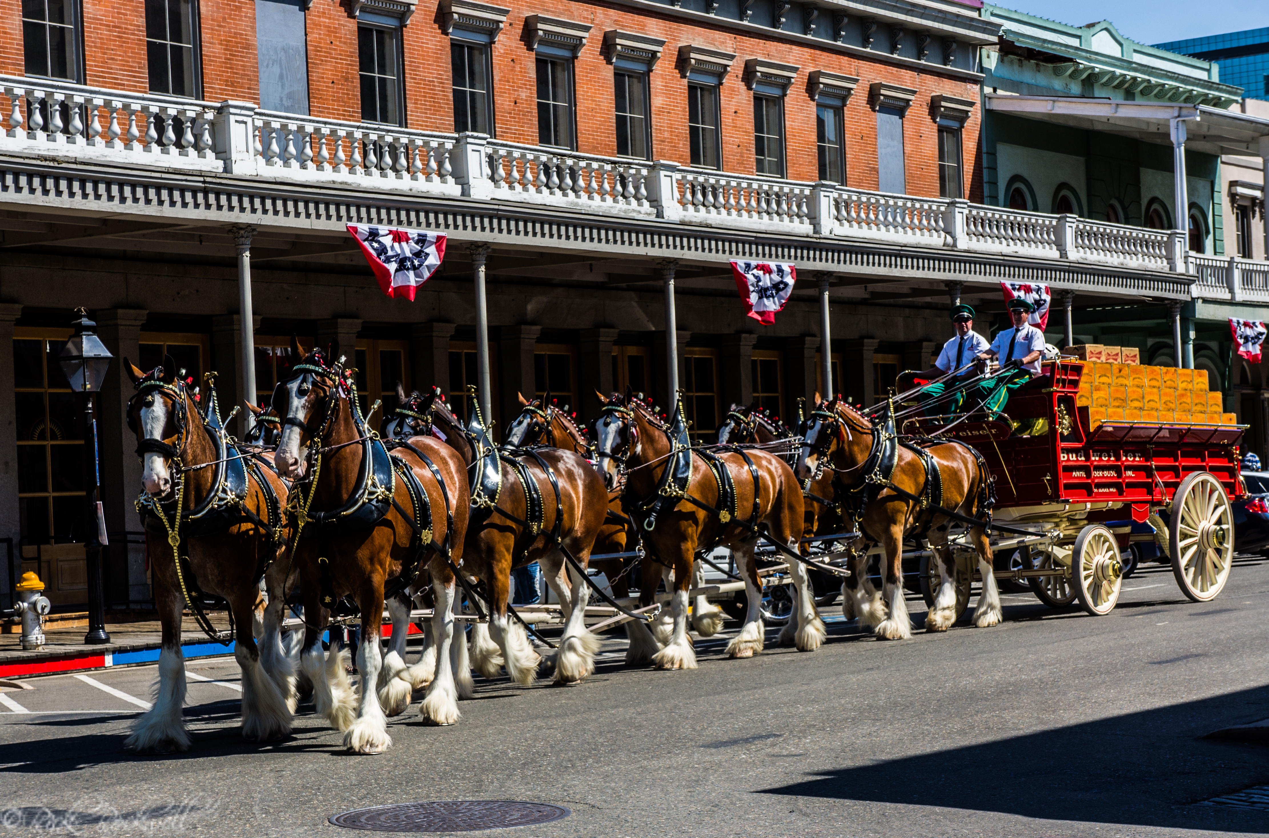 Budweiser Clydesdales 2024 Schedule California The Budweiser Clydesdales majestically stroll through Old Sacramento