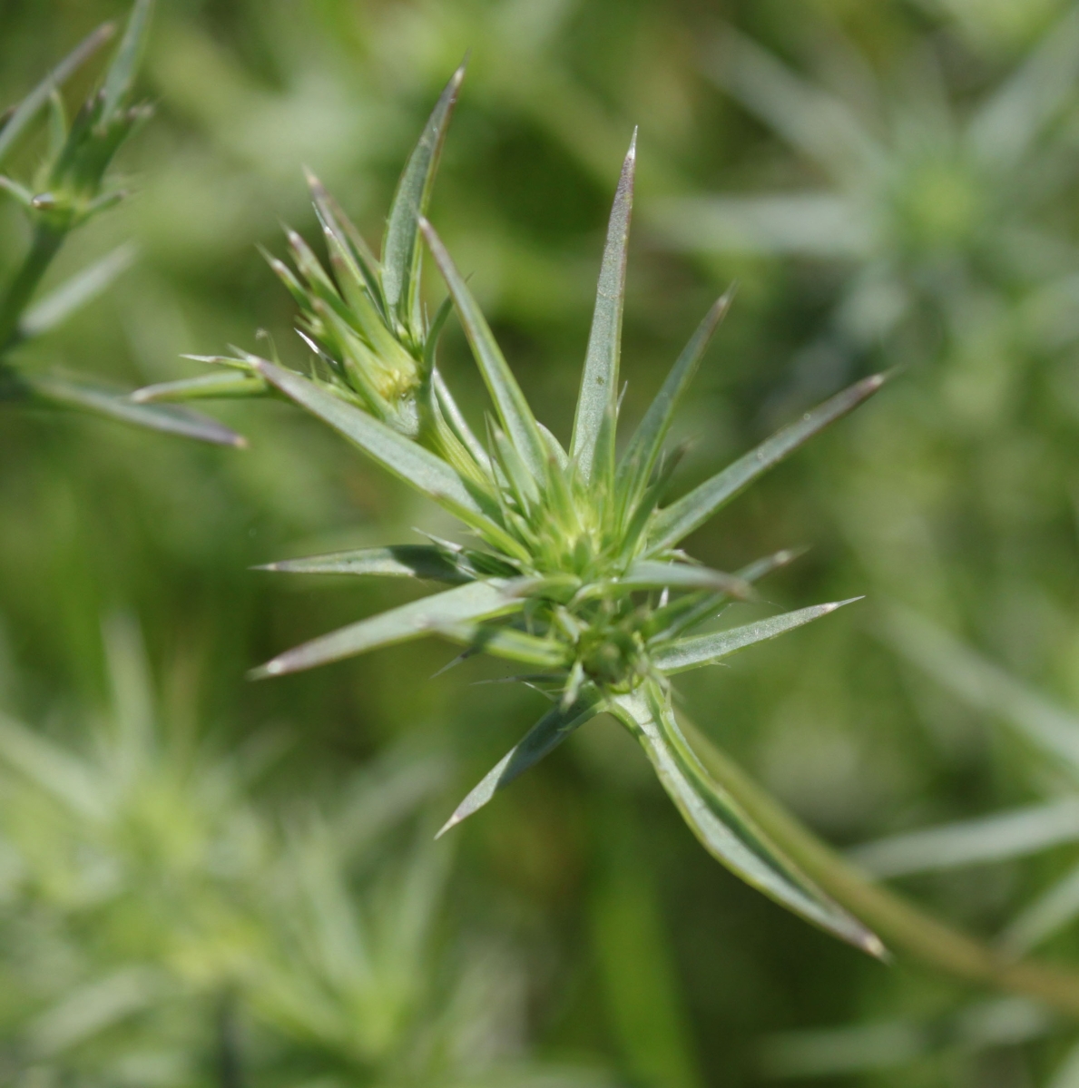 Eryngium aristulatum var. parishii Calflora