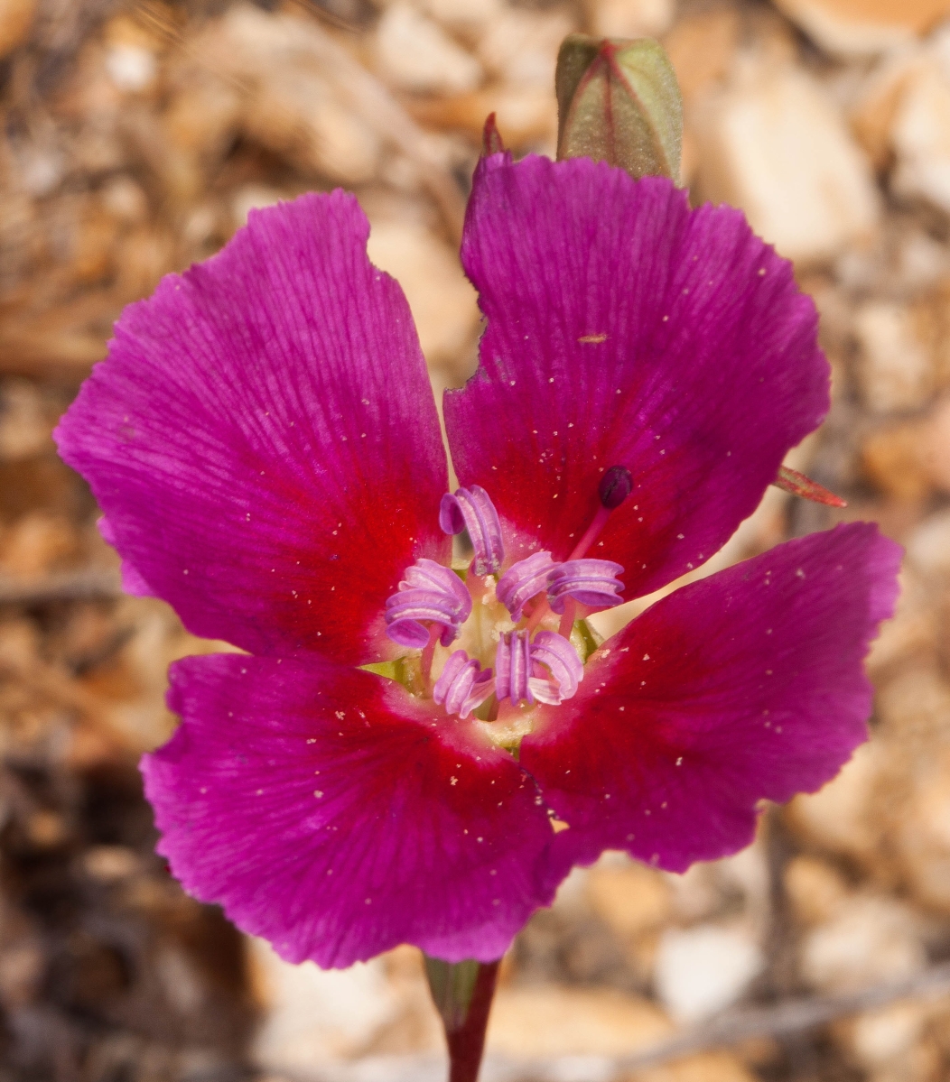 Clarkia speciosa Calflora