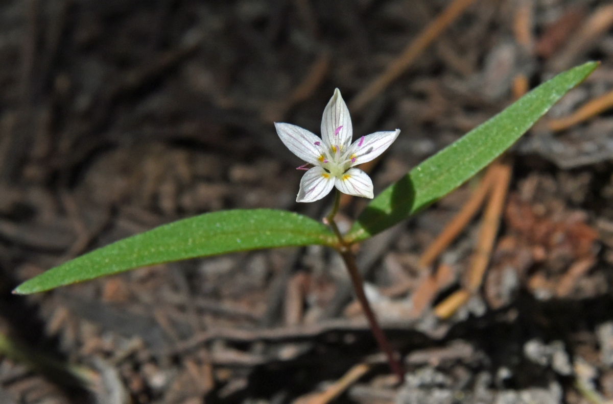Claytonia lanceolata Calflora