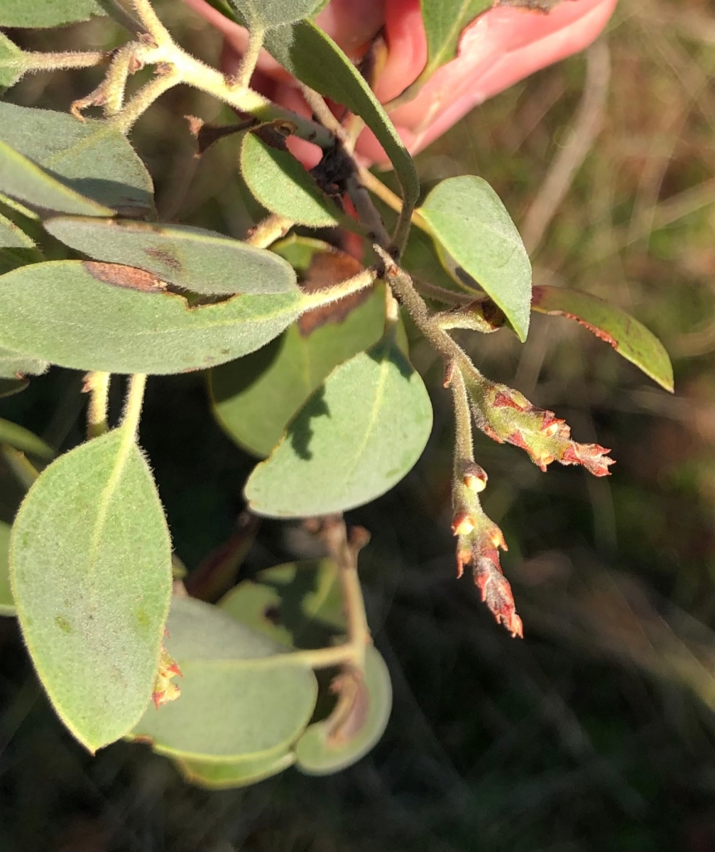 Arctostaphylos manzanita ssp. manzanita Calflora