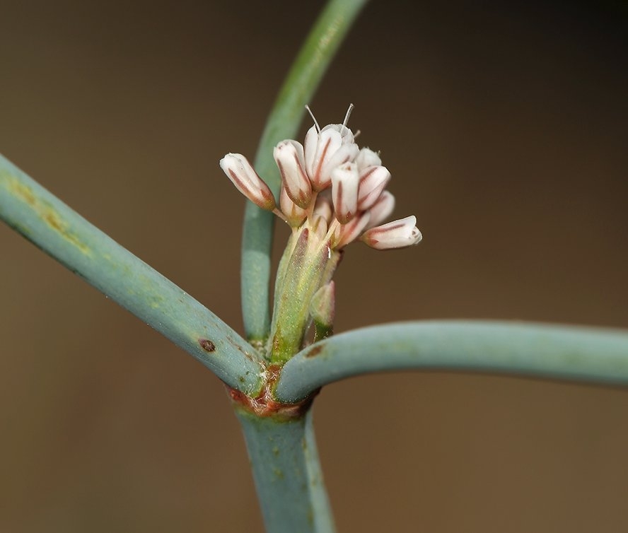 Eriogonum nudum var. pauciflorum Calflora