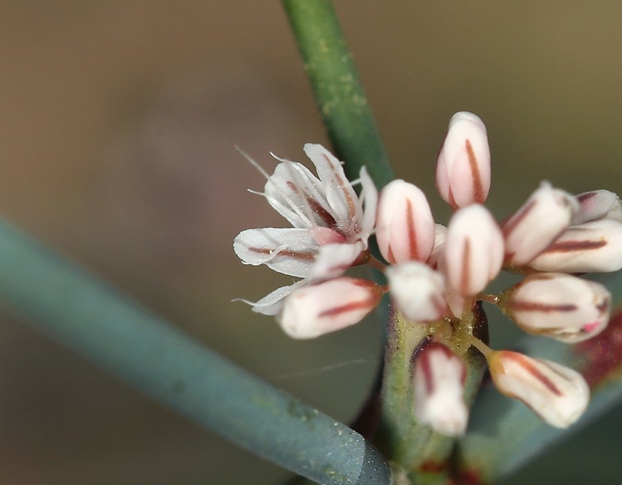 Eriogonum nudum var. pauciflorum Calflora