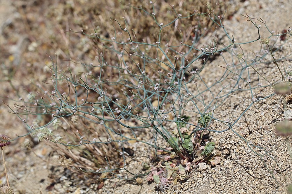 Eriogonum nudum var. pauciflorum Calflora