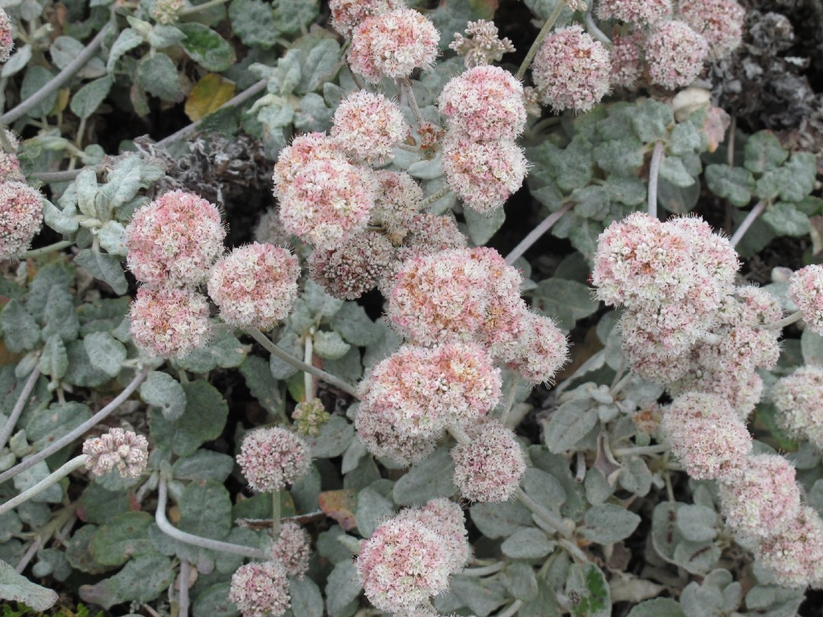 Eriogonum latifolium Calflora