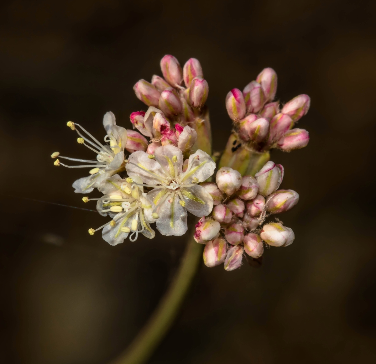 Eriogonum nudum var. pauciflorum Calflora