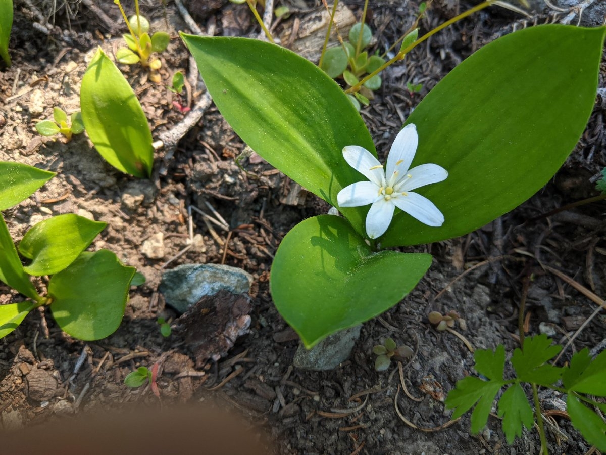 Clintonia uniflora Calflora