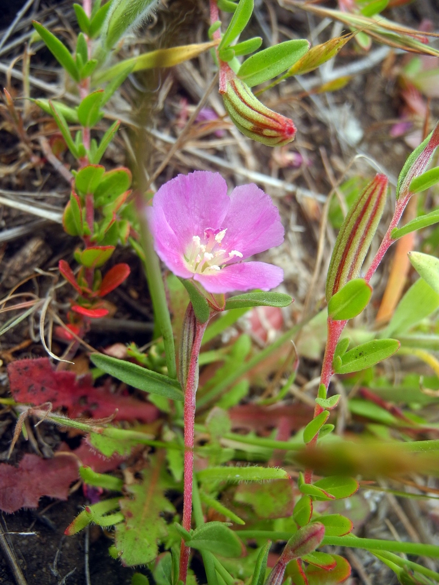 Clarkia davyi Calflora