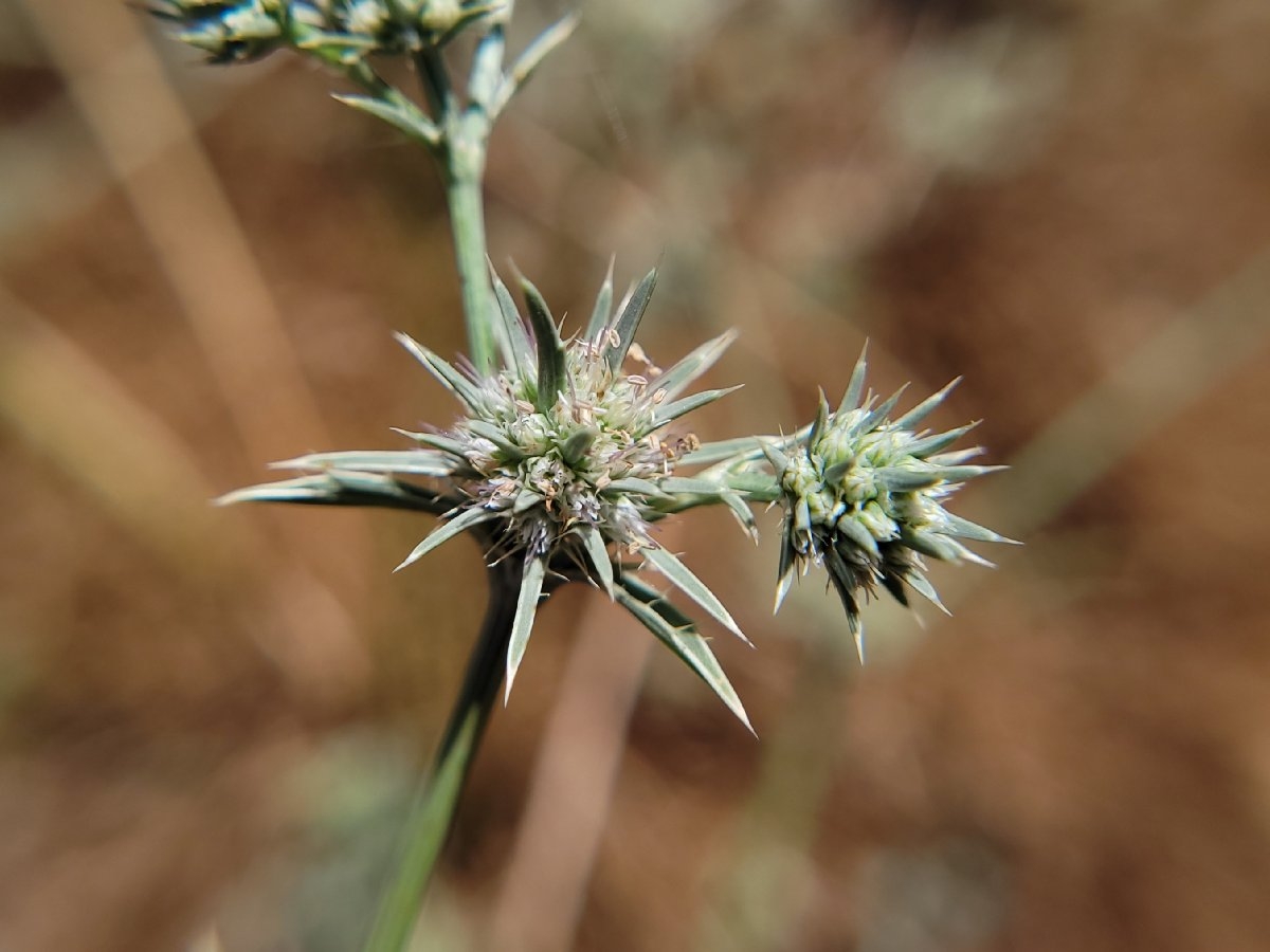 Eryngium aristulatum var. aristulatum Calflora