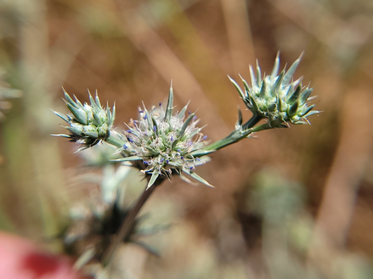 Eryngium aristulatum var. aristulatum Calflora