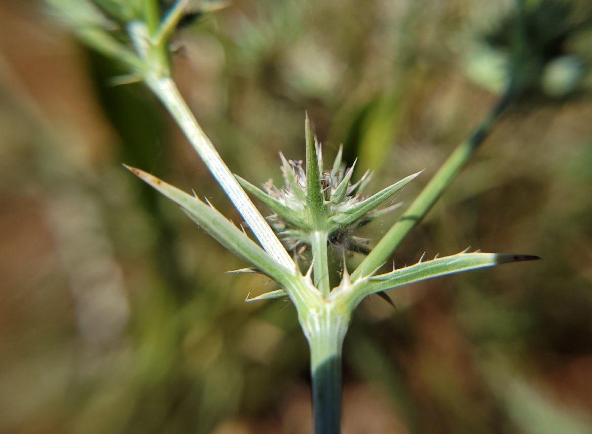 Eryngium aristulatum var. aristulatum Calflora