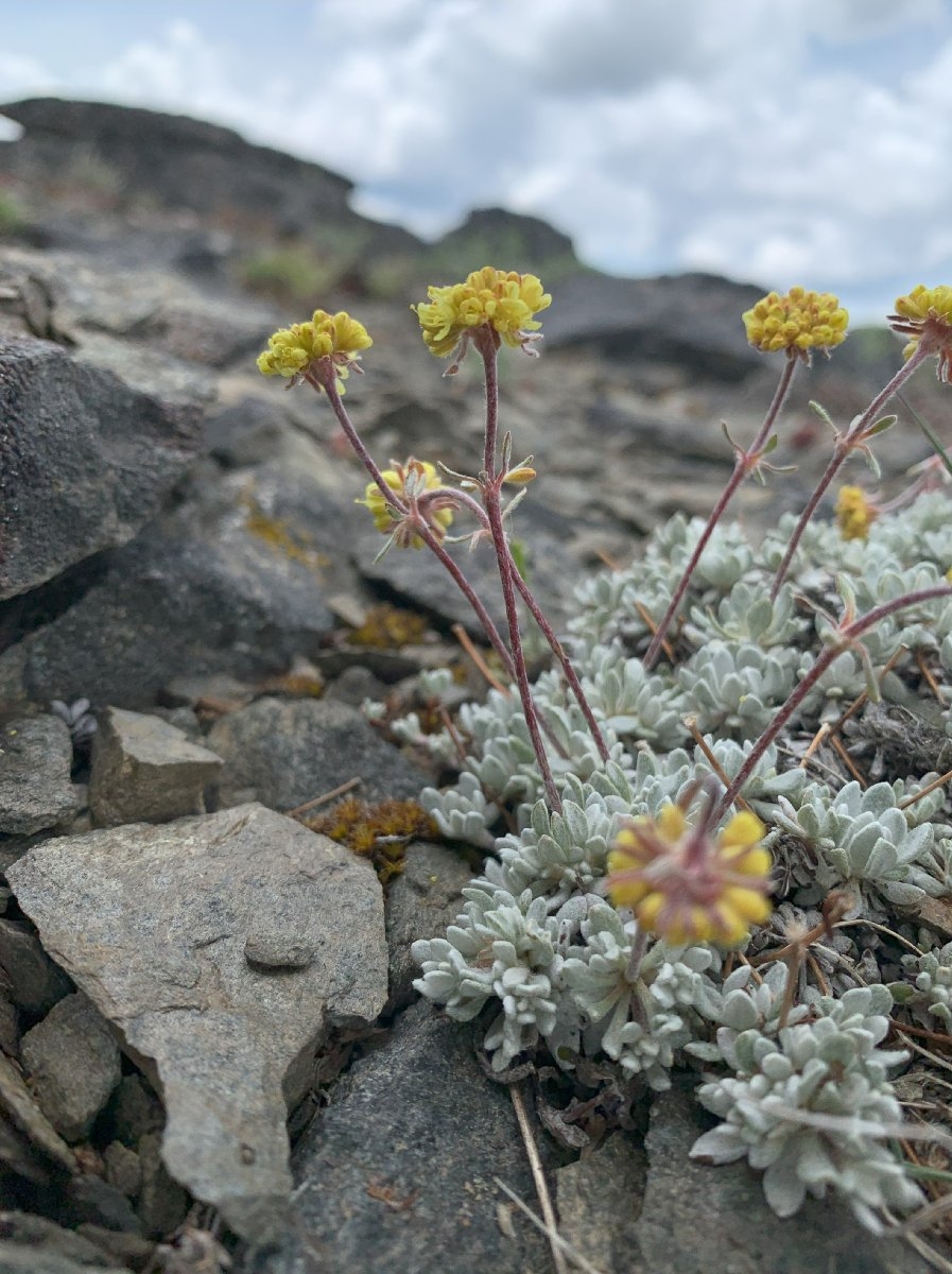 Eriogonum douglasii var. meridionale Calflora