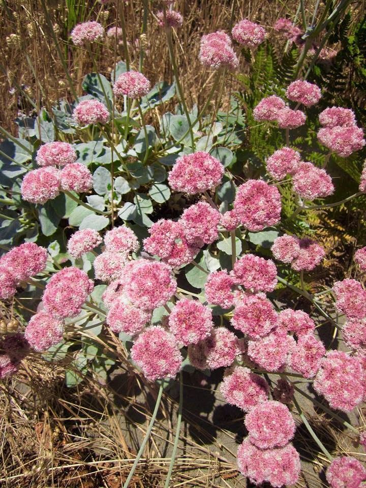 Eriogonum latifolium Calflora