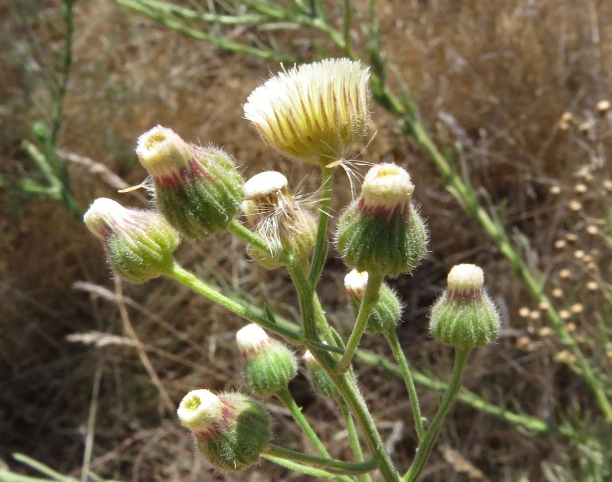 Erigeron bonariensis Calflora