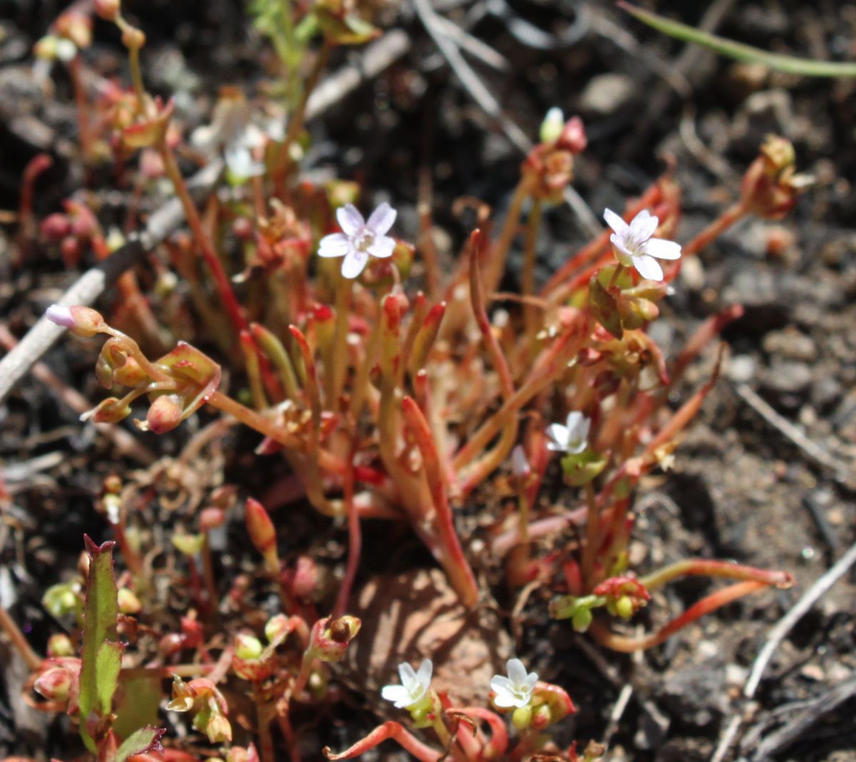 Claytonia parviflora Calflora